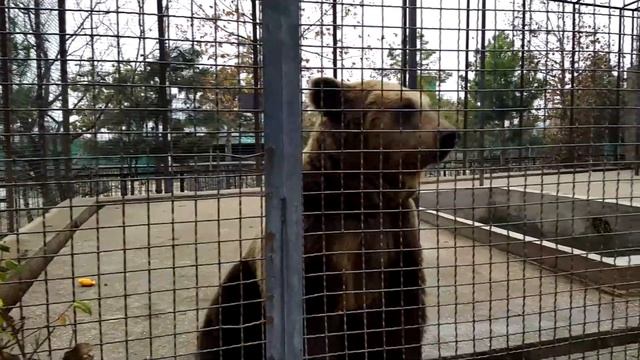 ВЛОГ: ТАЙГАН парк львов. Крым смотреть онлайн