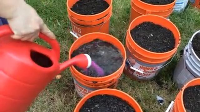 Обрезанные пасынки дали корни в воде / Посадка в землю / 24 Июня 2016 смотреть онлайн