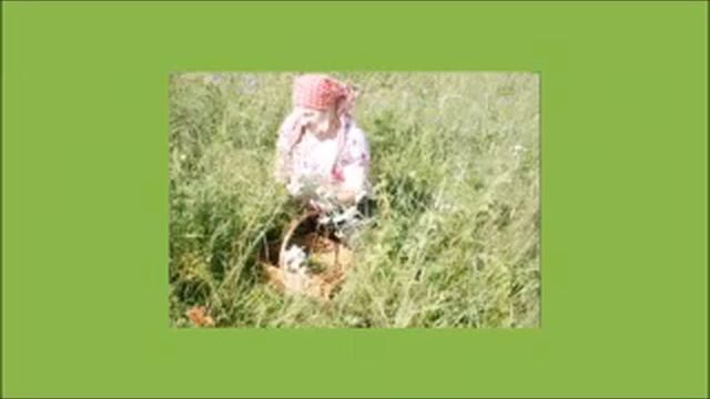 Легенда об анисе смотреть онлайн