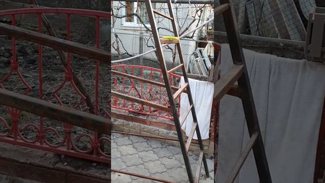 Французский бульдог Лео пытается взять свою игрушку смотреть онлайн