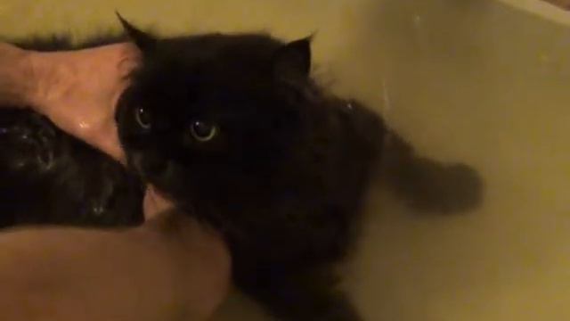 Кот Бакс не хочет мыться)) смотреть онлайн
