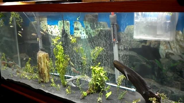 55 Gallon Planted Freshwater Aquarium смотреть онлайн