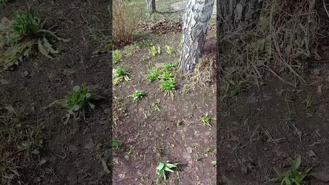 Хотелось как лучше, а получилось как всегда)) муж помог с листвой)) смотреть онлайн