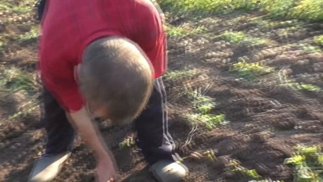 Копаем картошку! смотреть онлайн