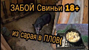 Мой первый забой свиньи. Забой свиньи. УБОЙ хряка. Разделка свиной туши. ПЛОВ ИЗ ВЬЕТНАМСКОЙ СВИНЬИ