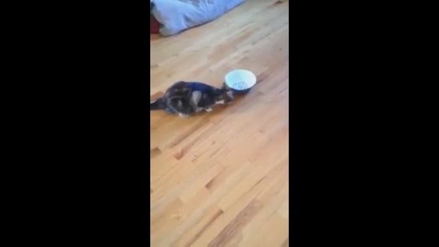 Челябинский кот играет с железной миской смотреть онлайн