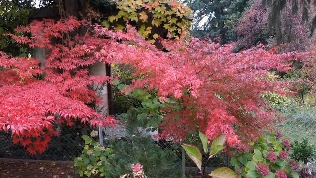 Райские кущи № 49 День 7-го ноября - красный день календаря смотреть онлайн