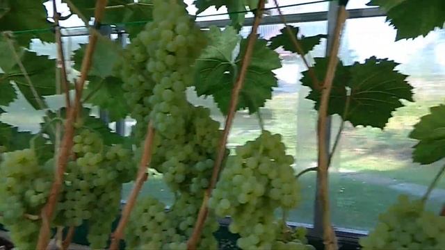 Кишмиш 342 урожай 2021 год. Виноград в Ленинградской области. смотреть онлайн