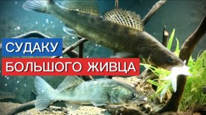 СУДАК ЗАТОЧИЛ БОЛЬШОГО ЖИВЦА