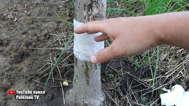 ЭТО БЫСТРО ИЗБАВИТ ОТ ТЛИ И МУРАВЬЁВ НА ДЕРЕВЬЯХ