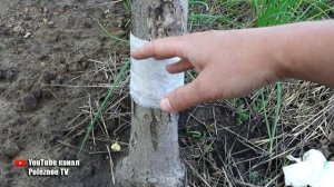 ЭТО БЫСТРО ИЗБАВИТ ОТ ТЛИ И МУРАВЬЁВ НА ДЕРЕВЬЯХ