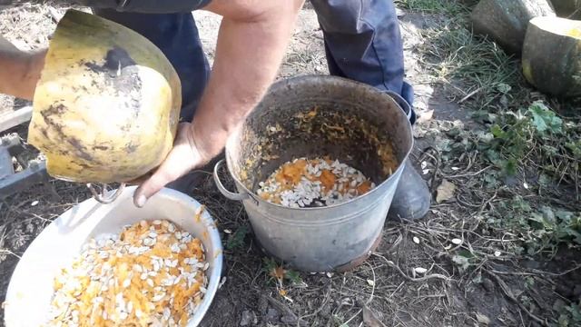 Быстрый способ чистки тыквы.Прицеп за 3 часа. смотреть онлайн