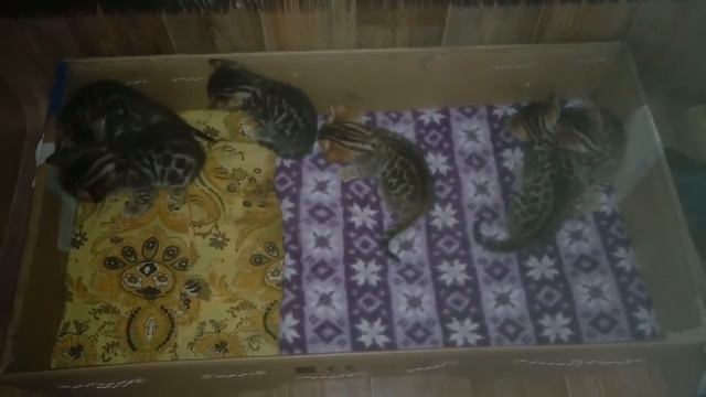 где моя пара? Золото бенгалов, питомник бенгальских кошек Екатеринбург, бенгальские кошки смотреть онлайн