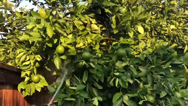 How to Give Your Tree a Bath 🛁 - Vargas Landscaping Presents (Hint: High-Pressure Nozzle & water) смотреть онлайн