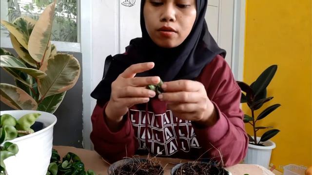 HOYA COMPACTA | CARE TIPS | PROPAGATION смотреть онлайн