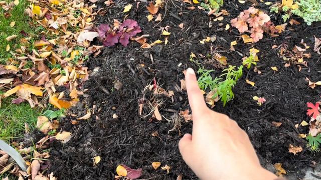 Planting Some Bulbs for Spring Colour! 🌷 смотреть онлайн