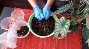 Пересаживаю алоказию. Какой грунт я для неё приготовила.