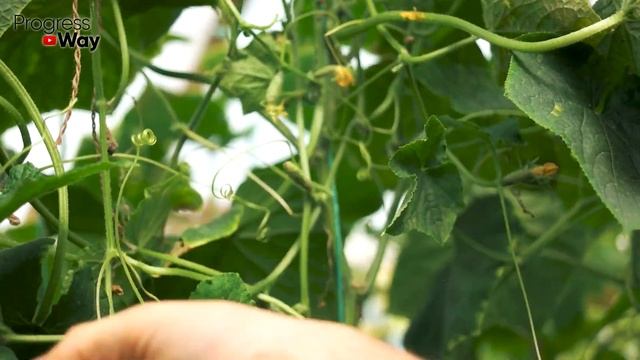 Советские Агрономы Скрывали Секрет Урожайности Огурцов! Эта Подкормка Огурцов Произвела Фурор смотреть онлайн