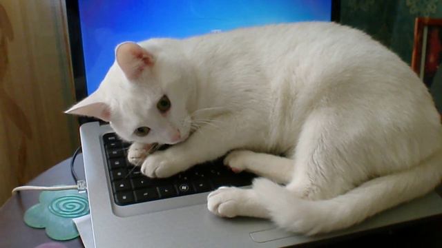 Наглый кот смотреть онлайн