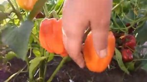 Оранжевая красавица F1