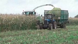 Уборка кукурузы на силос в СПК "Гигант"