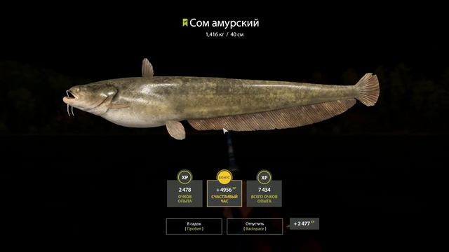 Русская рыбалка 4. р. Тунгуска. Сом амурский смотреть онлайн