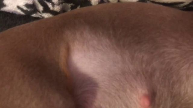 беременный той терьер смотреть онлайн