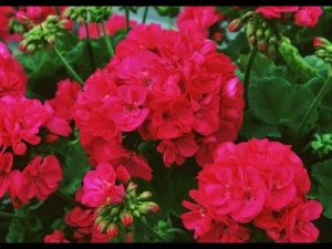 ПЕЛАРГОНИИ ЗВЕЗДА ВОДОЛЕЯ, ЕСФИРЬ ПРЕКРАСНАЯ, УХАРЬ КУПЕЦ, КОЛЛЕКЦИЯ ЛИПАТОВОЙ АНАСТАСИИ