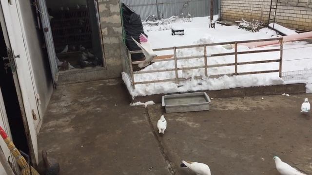 #Pigeons.Атаки балобана и зимняя купания голубей. смотреть онлайн