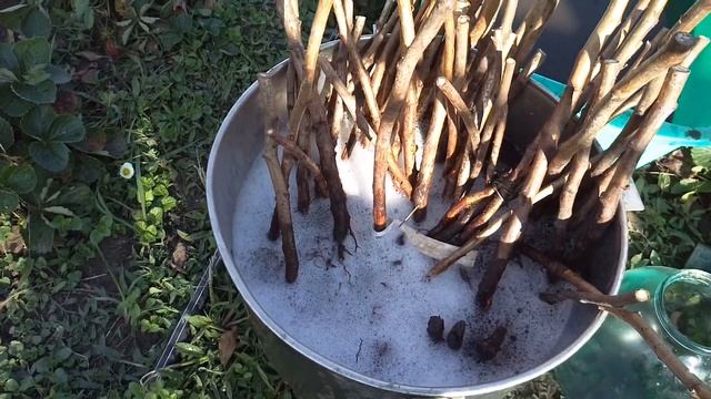 Малина самохвал высаживаем в грунт смотреть онлайн