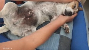 МАССАЖ СОБАКЕ. Как балдеет джек рассел терьер