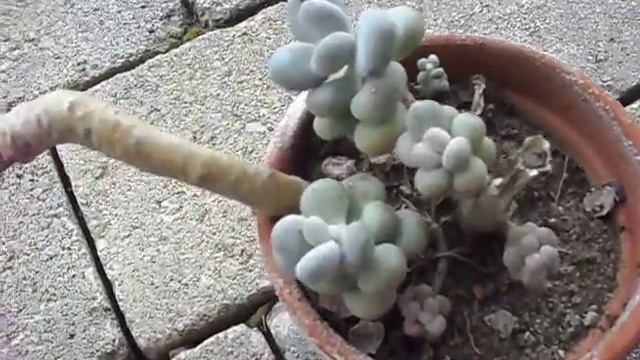 pachyphytum oviferum смотреть онлайн