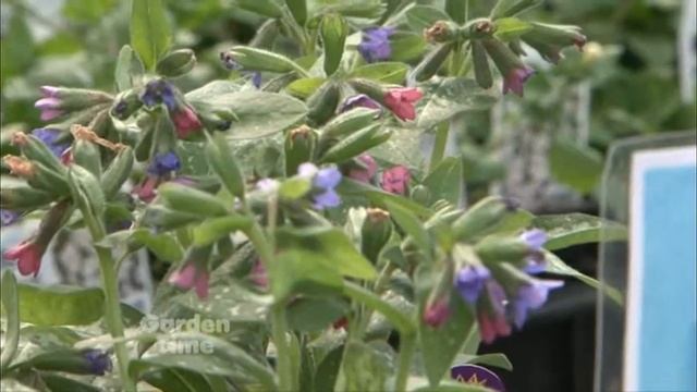 Plant Pick - Pulmonaria Majeste смотреть онлайн