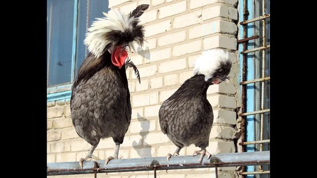 Rooster rap Петушок читает реп Декоративные куры Голландская белохохлая Шёлковые breeds of chickens смотреть онлайн