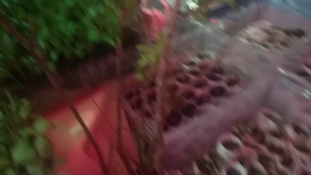 Домашний огород. Рассада семян перцев и помидоров в пятилитровых бутылях выросла. Пикировали. смотреть онлайн
