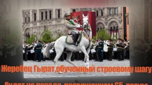 Ахалтекинский скакун, лошадь породы ахалтекинец.