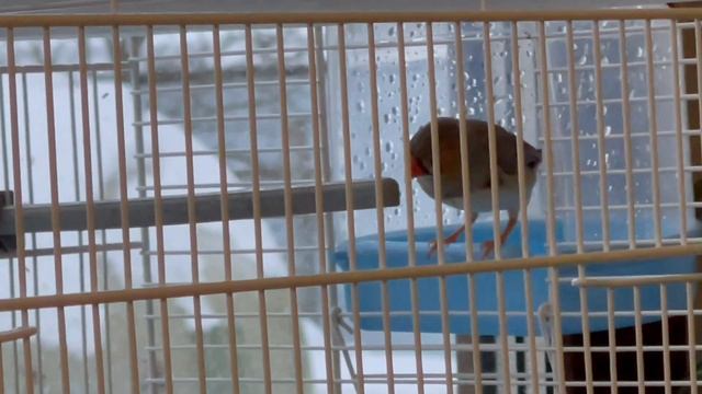 молодые самцы зебровые амадины смотреть онлайн