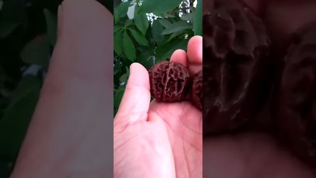 Juglans mandshurica смотреть онлайн