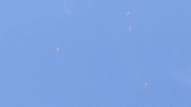 #АСТРАХАНЬ #Голуби. Чайка подняла голубей в лёт... смотреть онлайн
