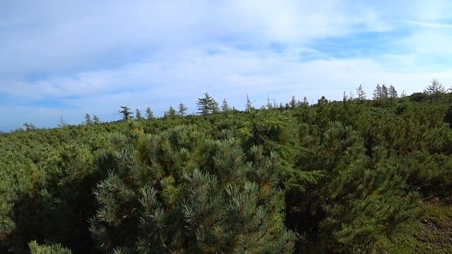 КАК МЫ СОБИРАЛИ ШИКШУ И ШИШКИ НА РЕКЕ ЯНА. ОЗЕРО ГЛУХОЕ. УХА НА БЕРЕГУ ОХОТСКОГО МОРЯ ИЗ КИЖУЧА. смотреть онлайн