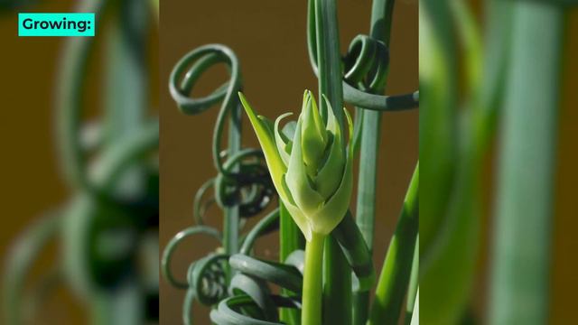 Frizzle Sizzle Is A Good Luck Plant For The Home | Albuca Spiralis Plant | Leaf Town