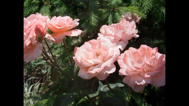 Beautiful flowers Garden INSTRUMENTAL MUSIC смотреть онлайн
