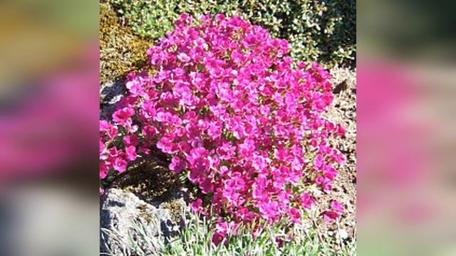 Аубриета гибридная Рокресс смотреть онлайн