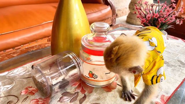 Naughty baby monkey Dino ruined Dad's Coffe when he was left alone at home смотреть онлайн