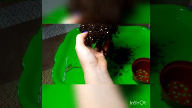 Омоложение фиалки. Детки на цветоносах. Как отсадить маленькие дети. Ошибки при посадке фиалки смотреть онлайн