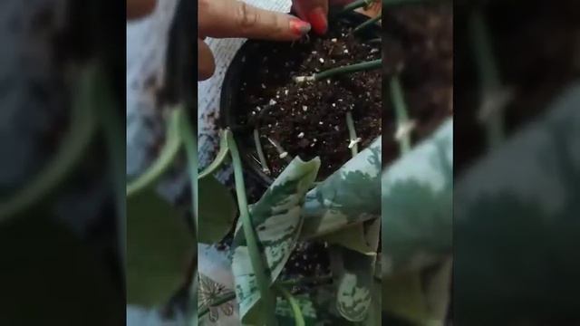 Чем мы занимаемся на выходных) смотреть онлайн