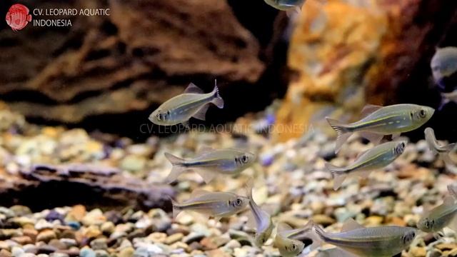 Devario aequipinnatus. The GIANT DANIO!(Leopard Aquatic U004) смотреть онлайн