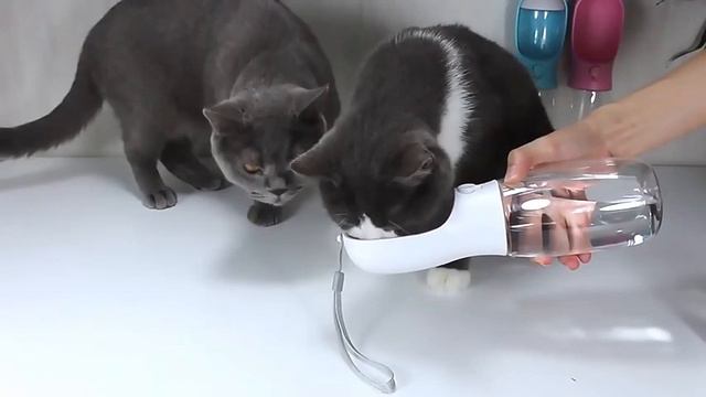 Переносная поилка для прогулки с собаками смотреть онлайн