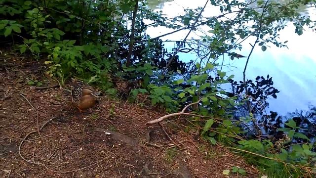 Мама утка и утята ??? смотреть онлайн