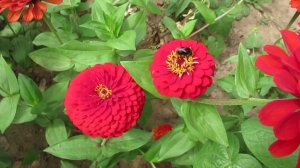 Как получить пышное цветение современных цинний и сроки посева на рассаду  #циннии